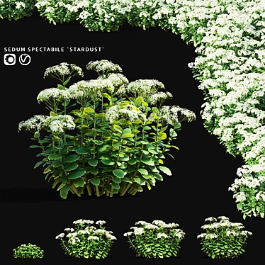 Sedum Spectabile Stardust Set 3D model image 1 