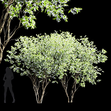 Premium High Detail Amelanchier Tree 3D model image 1 