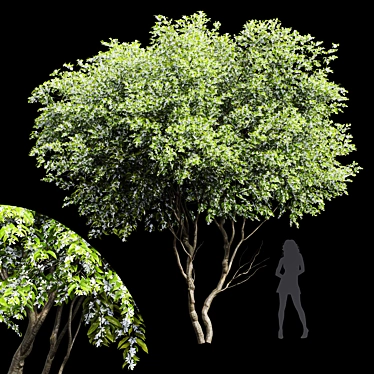 Amelanchier Lamarckii Tree 3D Model 3D model image 1 