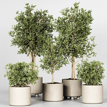 Indoor Plant Collection 3D Model 3D model image 1 