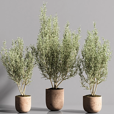 Elegant Olive Indoor Plant Set 3D model image 1 