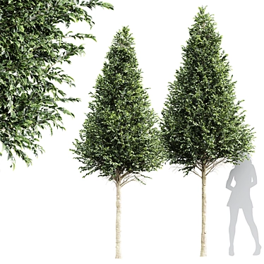 Detailed Carpinus Betulus Tree Model 3D model image 1 