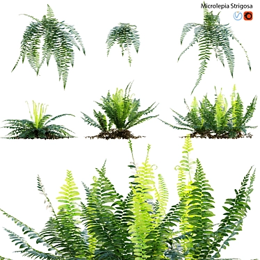 Fern 3D Models Bundle Pack 3D model image 1 