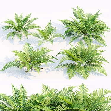  PBR Ferns Collection Vol.104 3D model image 1 