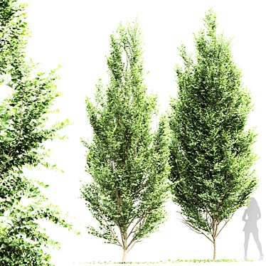 Detailed Carpinus Betulus Tree Model 3D model image 1 