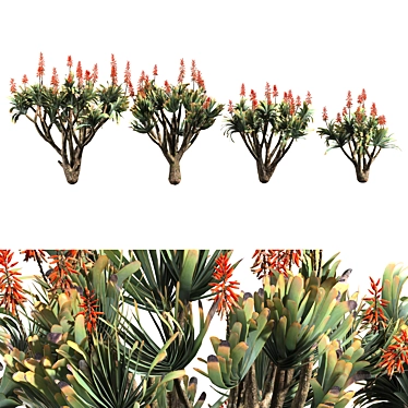 Sculptural Aloe Plicatilis 3D Model 3D model image 1 