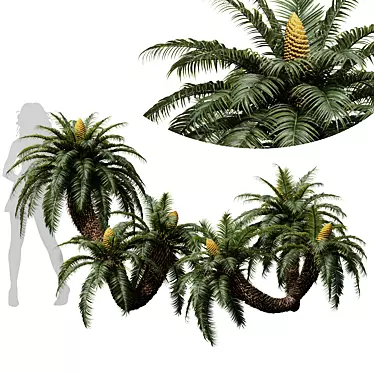 Luxury Cycas Revoluta Palm Tree 3D model image 1 