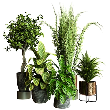 Modern Indoor Plant Collection 2015 3D model image 1 