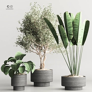 Modern Indoor Plant Collection Set 3D model image 1 