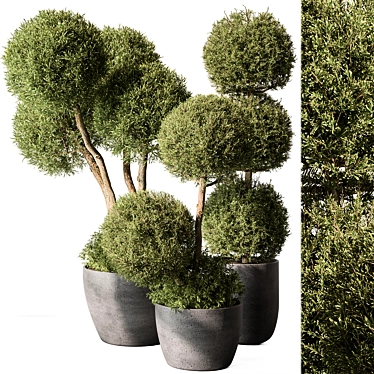 Outdoor Topiary Ball Plant Set 3D model image 1 