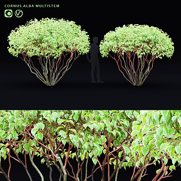 White Multi-Stem Cornus Alba 3D model image 1 