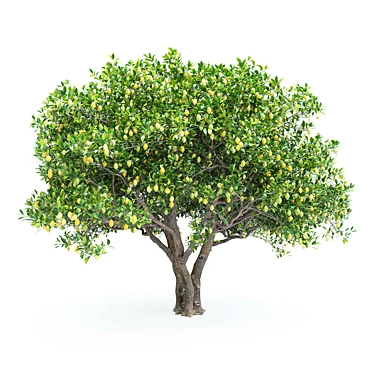 Lemon Tree Collection Heights 2-4m 3D model image 1 