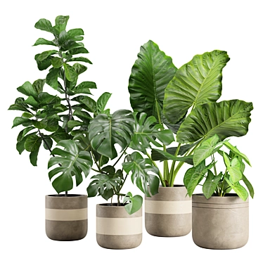 Exotic Indoor Plants Pack 21 3D model image 1 