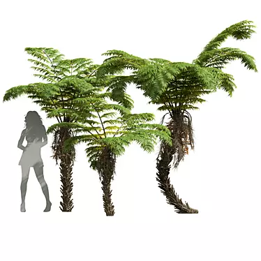 Detailed Alsophila Spinulosa Fern Models 3D model image 1 