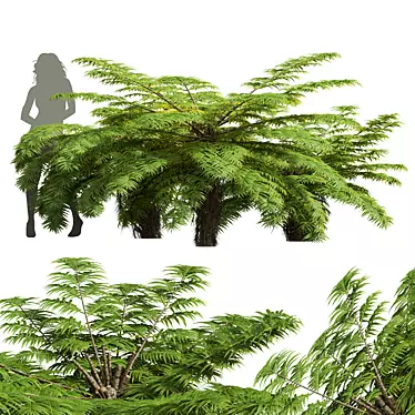 Detailed Alsophila Fern Models Pack 3D model image 1 