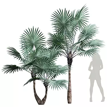 Decorative Bismarckia Palm Plant 3D model image 1 