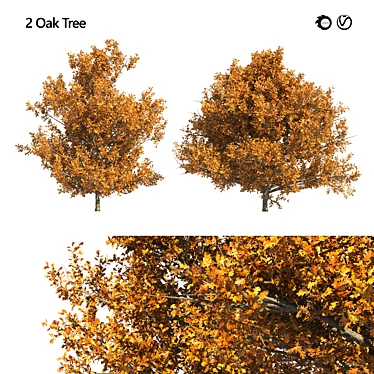 Dual Autumn Oak Trees 3D 3D model image 1 