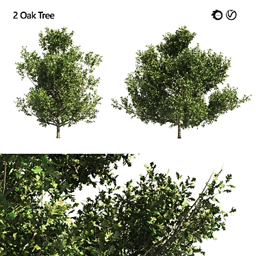 Dual Summer Oak Tree 3D Model 3D model image 1 