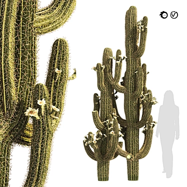 Detailed Saguaro Cactus 3D Model 3D model image 1 