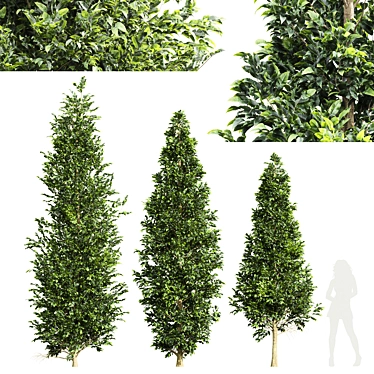 European Hornbeam Tree Collection 3D model image 1 