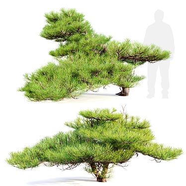 Japanese White Pine 3D Model 3D model image 1 
