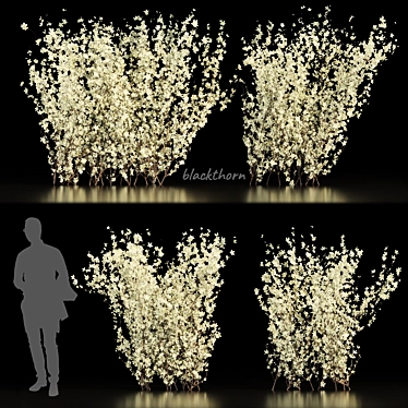 Premium Blackthorn Outdoor Flower Model 3D model image 1 