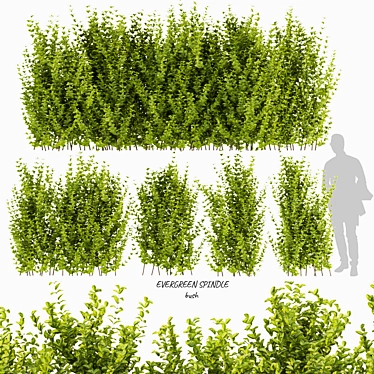 Quality Evergreen Spindle Bush Outdoor 3D model image 1 