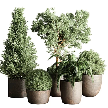 Collection Outdoor Indoor plant 111 concrete dirt vase pot tree bush palm