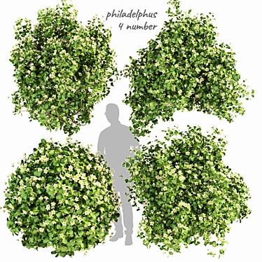 Philadelphus Bush Outdoor Plant Model 3D model image 1 