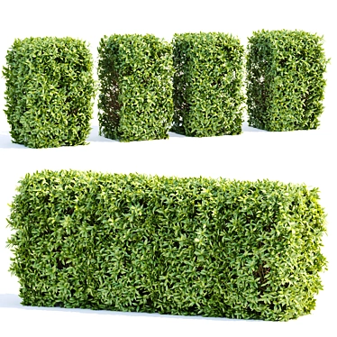 Evergreen Laurel Hedging Bushes 3D Model 3D model image 1 