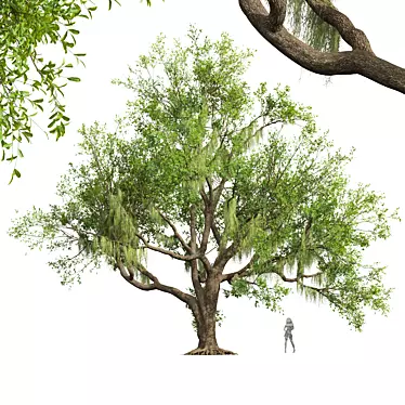 Angel Oak Live Tree Model 3D model image 1 