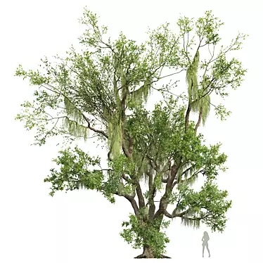 New Plant High detail Angel Oak Live Tree Spanish Moss02