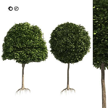 Detailed Black Gum Tree Model 3D model image 1 