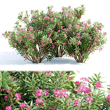 Mediterranean Oleander Collection Vol. 112 3D model image 1 