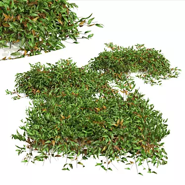 High Detail Pyrrosia Lingua Fern 3D model image 1 