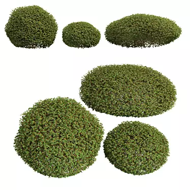 Pyrrosia Lingua Hedge Sphere 3D 3D model image 1 