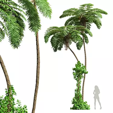 Ancient Tree Fern 3D Model 3D model image 1 