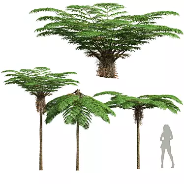 Mountain Fern Tree 3D Model 3D model image 1 