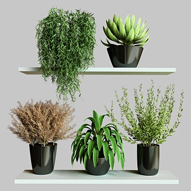 Modern Collection Indoor Plant Set 3D model image 1 