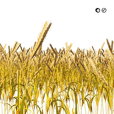 Realistic High Poly Wheat Field 3D model image 1 