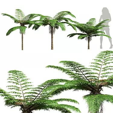 Sphaeropteris Lepifera 3D Fern Models 3D model image 1 