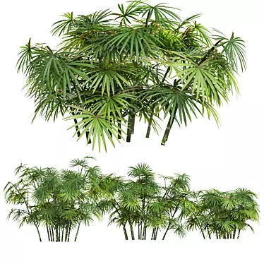 Rhapis Excelsa 3D Palm Models 3D model image 1 