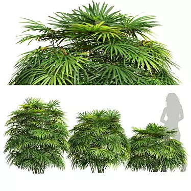 Lux Rhapis Excelsa Palm Set 3D model image 1 