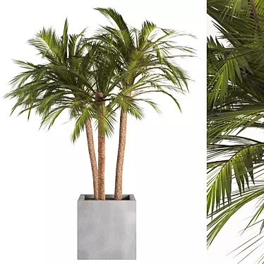 Palm Tree in Concrete Pot 3D model image 1 