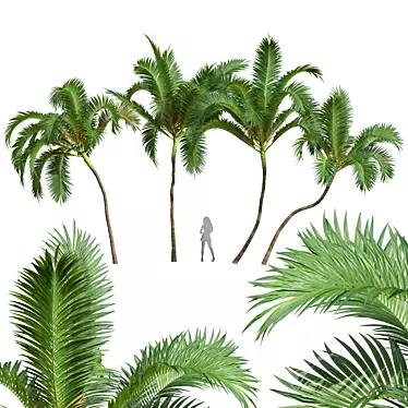 Exquisite Areca Catechu Palm Tree 3D model image 1 