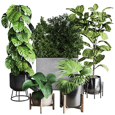 Urban Jungle Collection: Ficus Monstera Palm 3D model image 1 