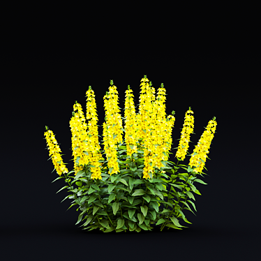 Lysimachia Punctata Floral Models 3D model image 1 