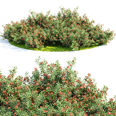 Oleander Grass Garden Model_RENDER_READY 3D model image 1 