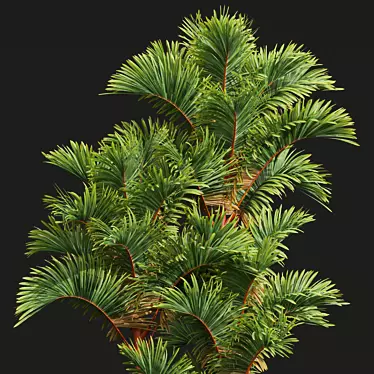 Exquisite Cyrtostachys Renda Palm Model 3D model image 1 