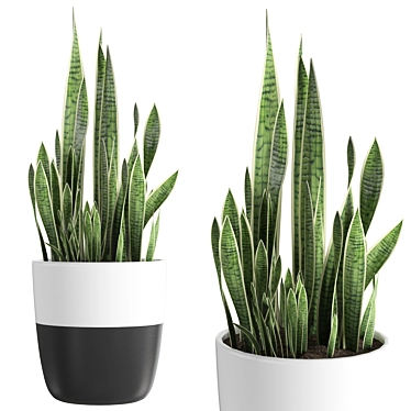 Snake Plant | Sansevieria 1